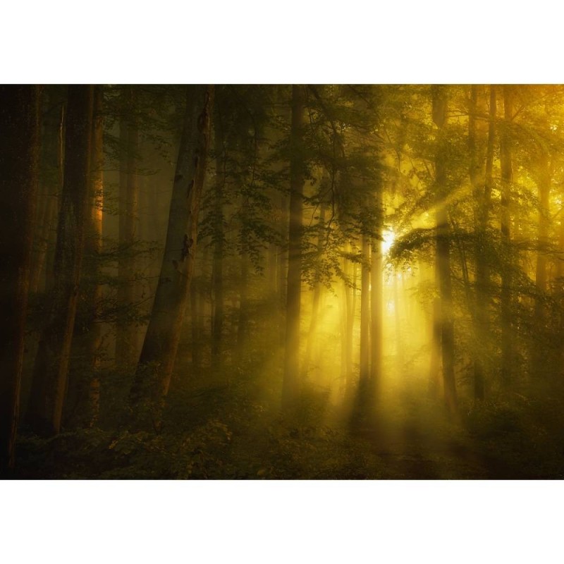 MARBURG | Relaxing Forest